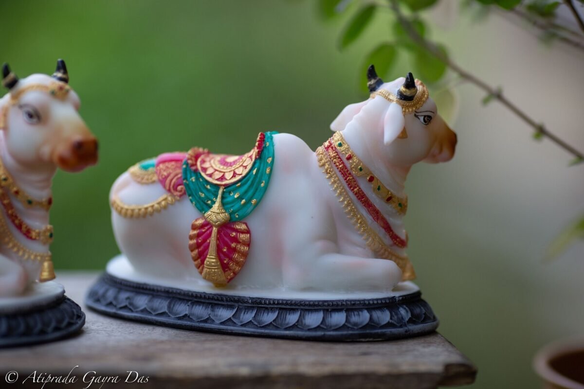 Pair beautiful Cows  , Surabhi  for Altar f, Cow statue, Hare Krishna, altar decorations, Indian Cow, White Cow,Metal sculpture