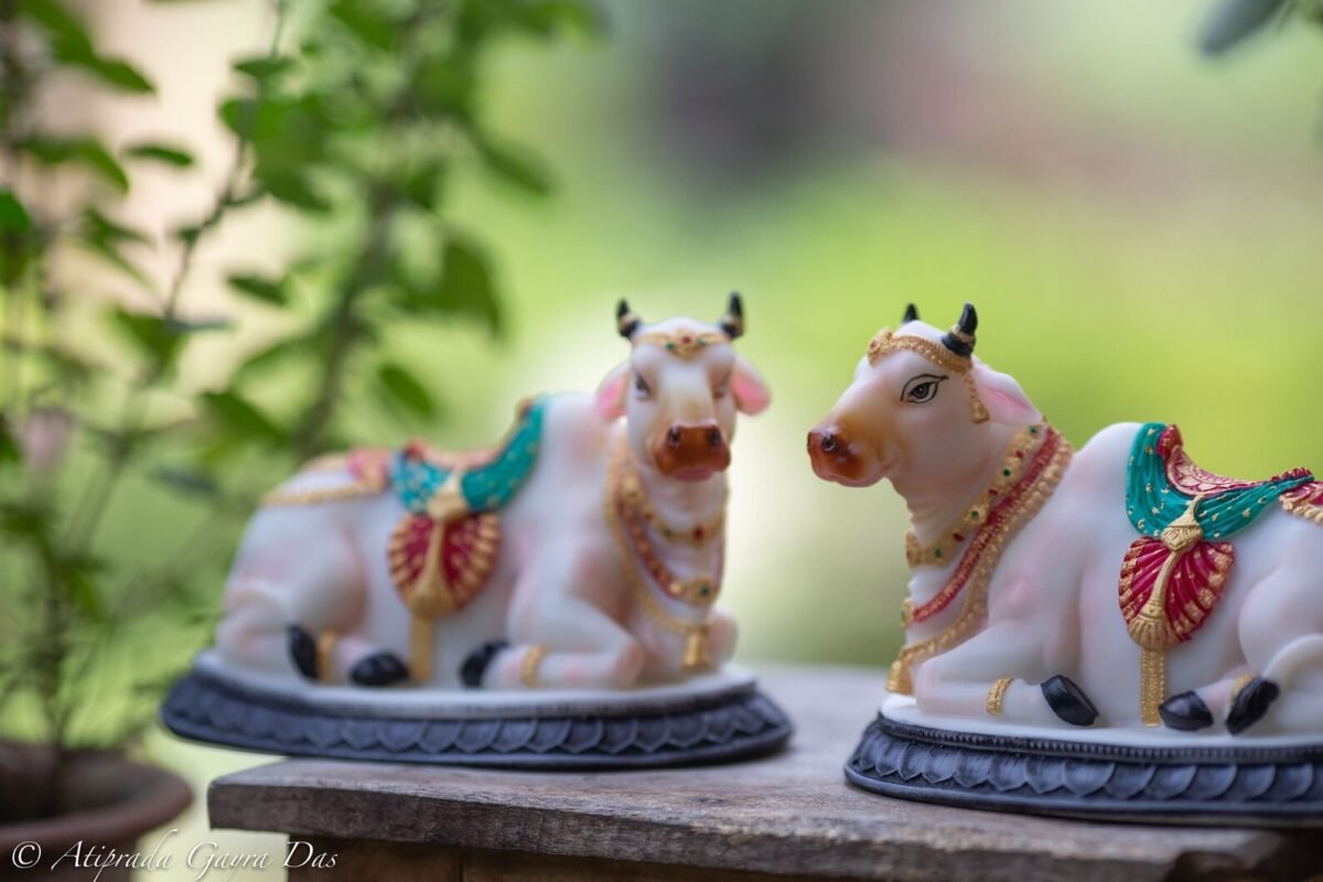 Pair beautiful Cows  , Surabhi  for Altar f, Cow statue, Hare Krishna, altar decorations, Indian Cow, White Cow,Metal sculpture