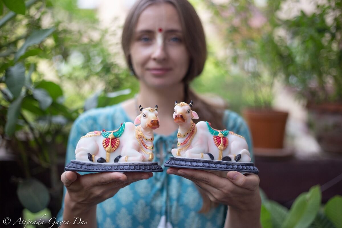 Pair beautiful Cows  , Surabhi  for Altar f, Cow statue, Hare Krishna, altar decorations, Indian Cow, White Cow,Metal sculpture