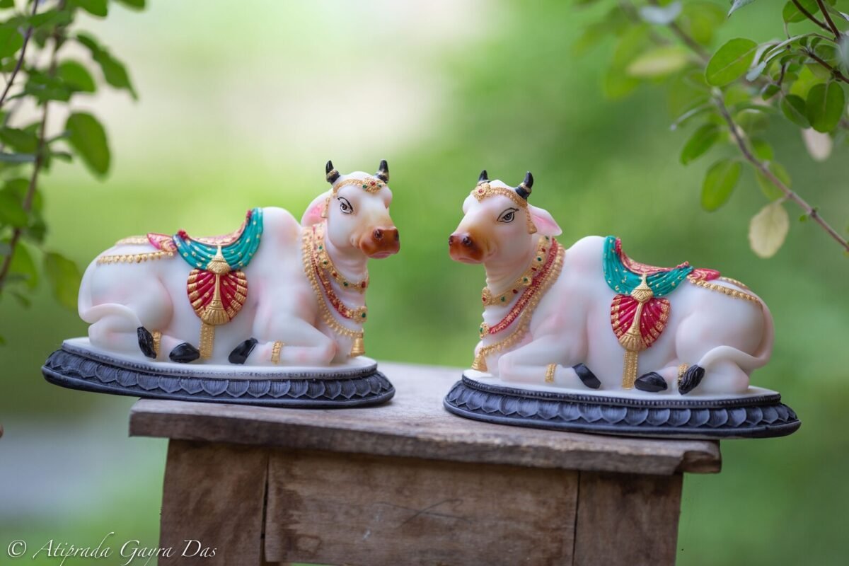 Pair beautiful Cows  , Surabhi  for Altar f, Cow statue, Hare Krishna, altar decorations, Indian Cow, White Cow,Metal sculpture