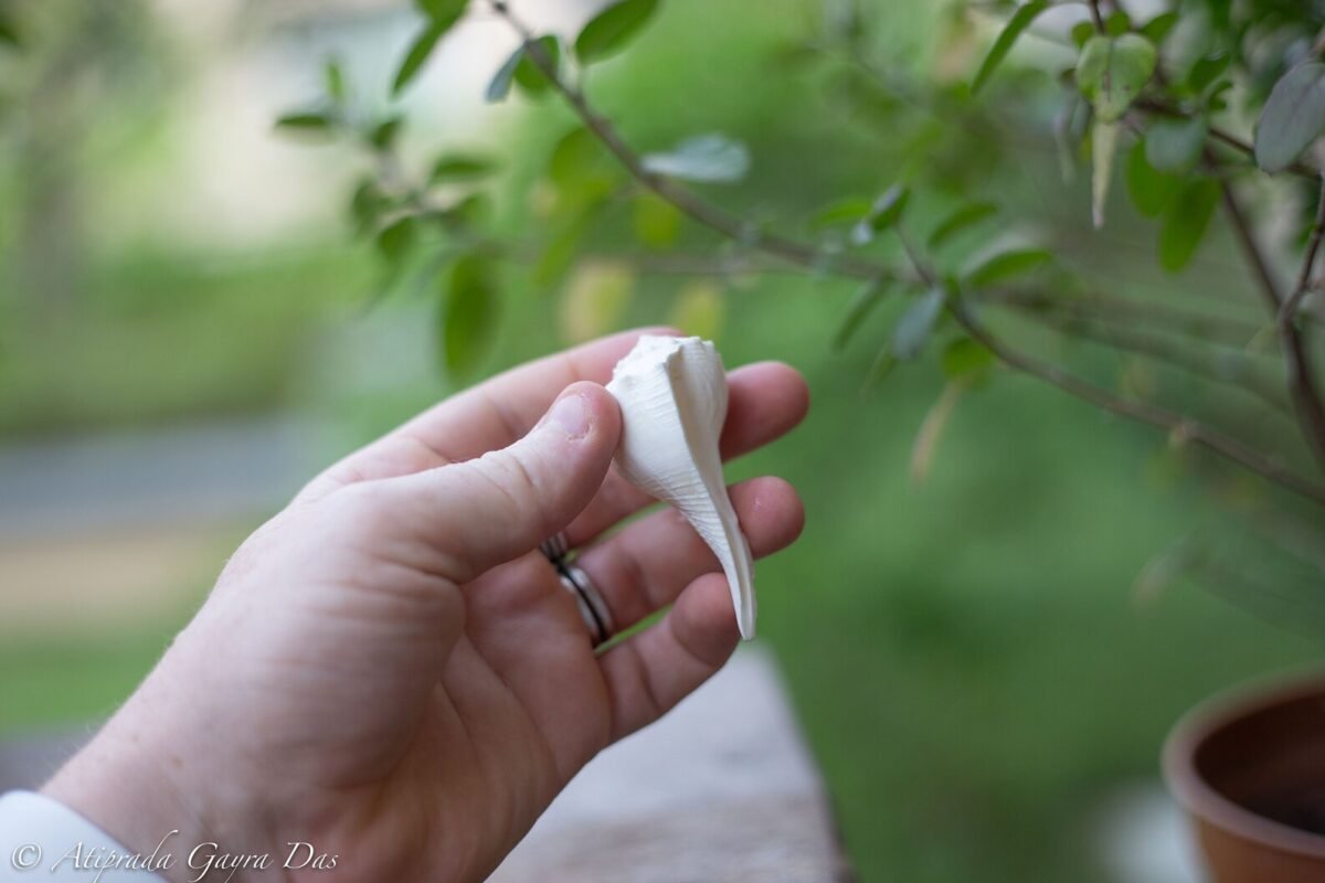 2.6' Inches puja Conch Shell, into this shell, it makes a wonderful look! Hare Krishna puja, hand made, Spiritual things