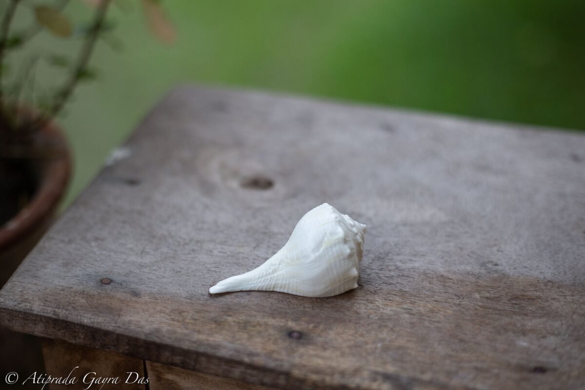 2.6' Inches puja Conch Shell, into this shell, it makes a wonderful look! Hare Krishna puja, hand made, Spiritual things