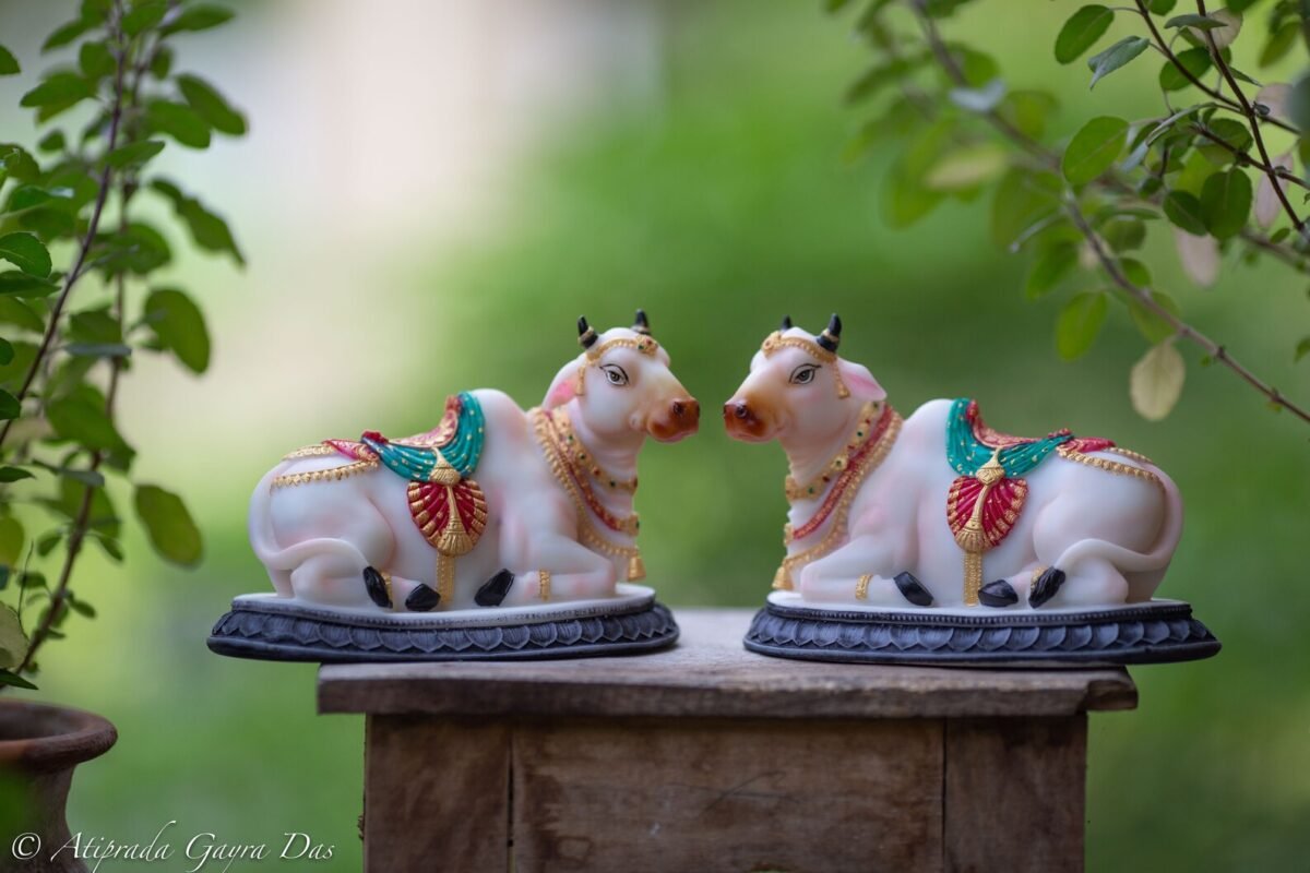 Pair beautiful Cows  , Surabhi  for Altar f, Cow statue, Hare Krishna, altar decorations, Indian Cow, White Cow,Metal sculpture