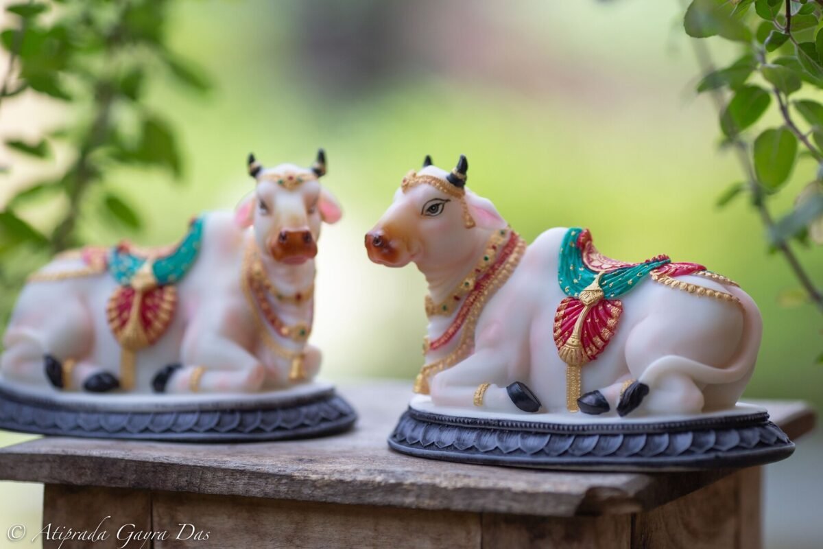 Pair beautiful Cows  , Surabhi  for Altar f, Cow statue, Hare Krishna, altar decorations, Indian Cow, White Cow,Metal sculpture