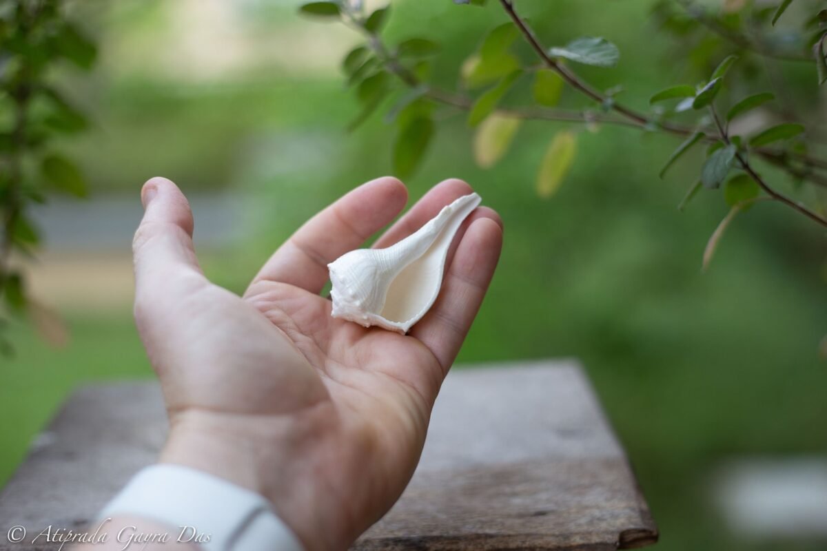 2.6' Inches puja Conch Shell, into this shell, it makes a wonderful look! Hare Krishna puja, hand made, Spiritual things